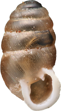 Lauria cylindraceaTANDPUPPSNÄCKA3.8 × 2.1 mm